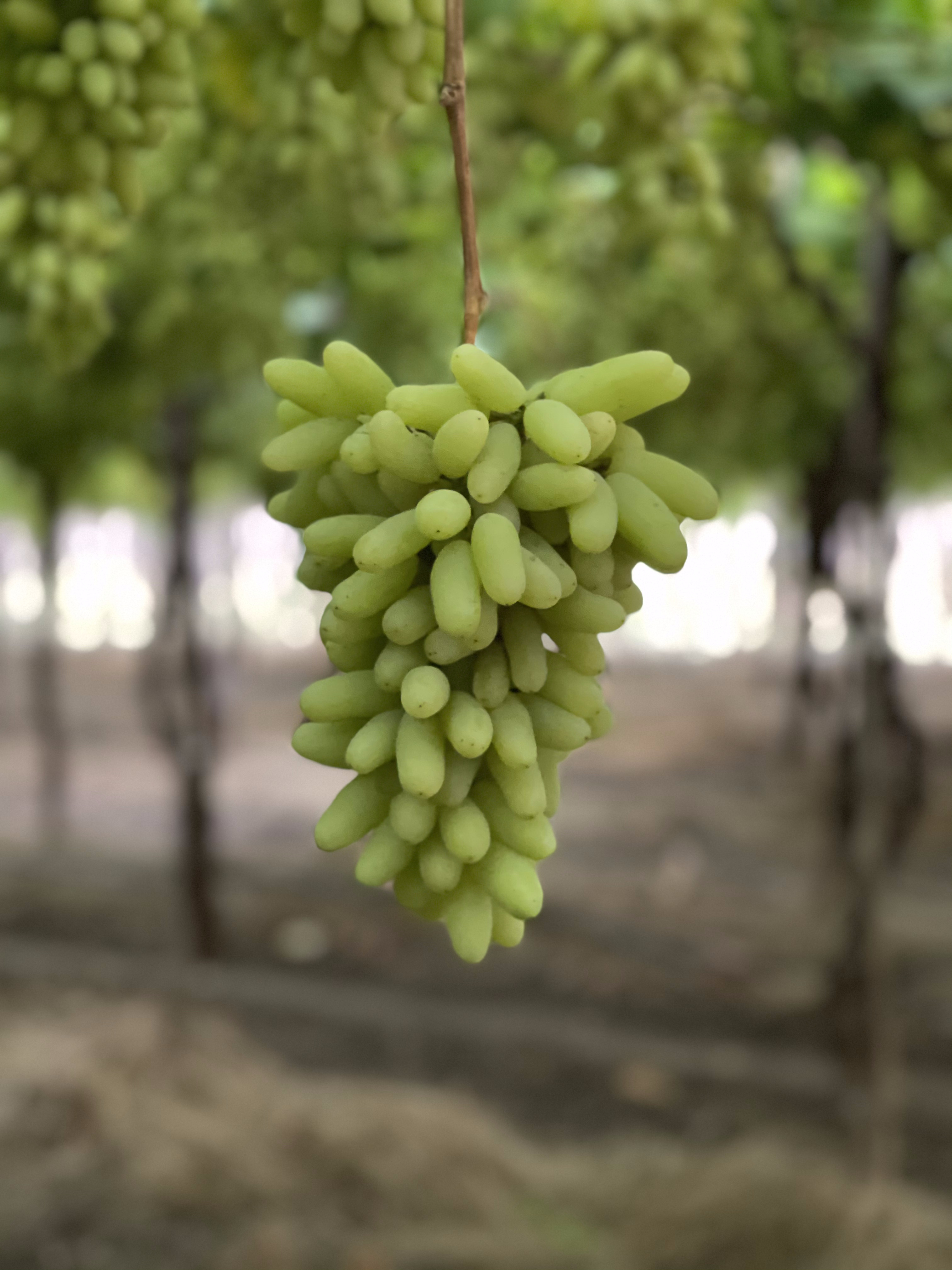 Fresh Grapes Export Image